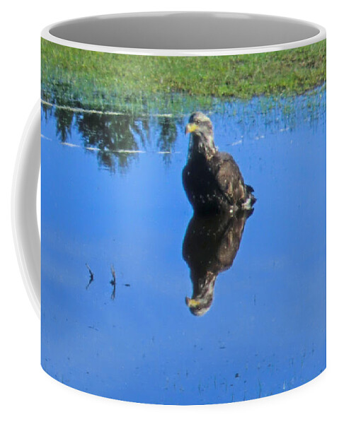 Eagle Coffee Mug featuring the photograph Immature Eagle Fishing In A Roadside Puddle #1 by Marie Jamieson