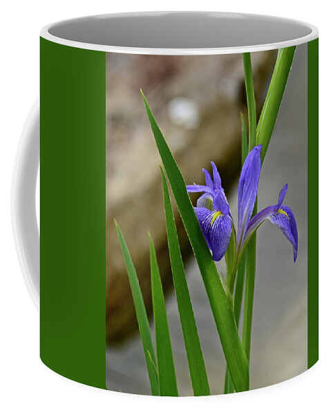 Flower Coffee Mug featuring the photograph Iris #1 by Carol Bradley