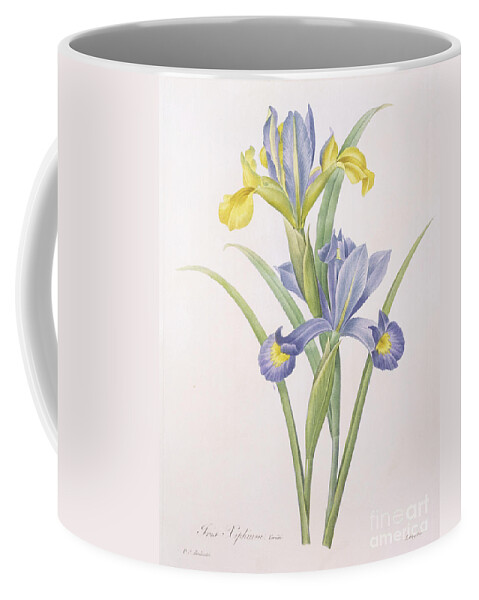 Iris Coffee Mug featuring the drawing Iris xiphium by Pierre Joseph Redoute