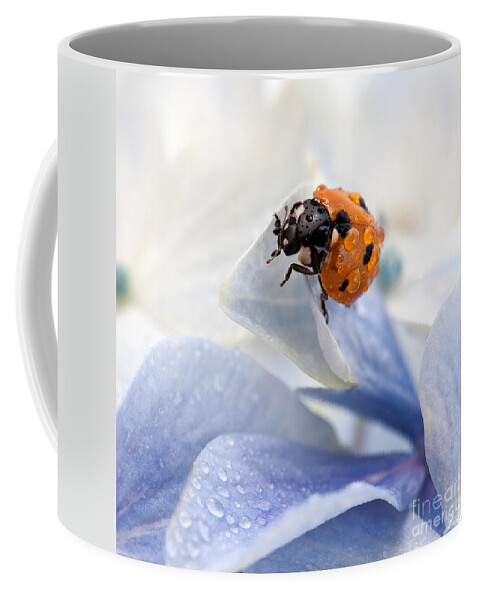 Ladybug Coffee Mug featuring the photograph Ladybug by Nailia Schwarz