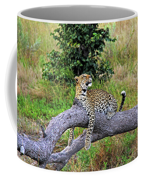 Leopard Coffee Mug featuring the photograph Leopard - Botswana, Africa by Richard Krebs