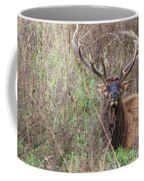 Lone Elk Park Coffee Mug featuring the photograph Lone Elk by Holly Ross