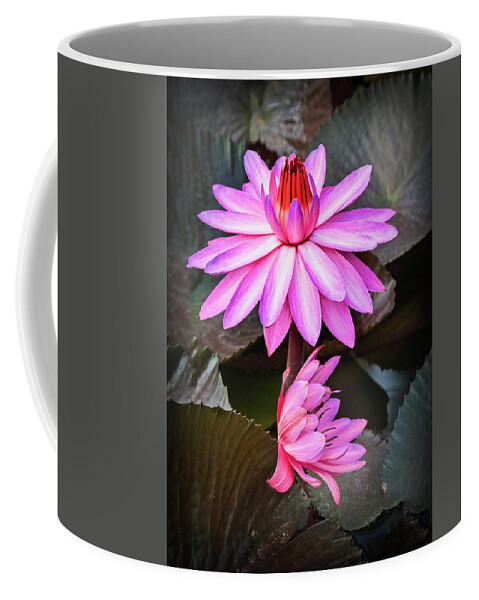 Aquatic Coffee Mug featuring the photograph Splendor in water-waterlily by Usha Peddamatham