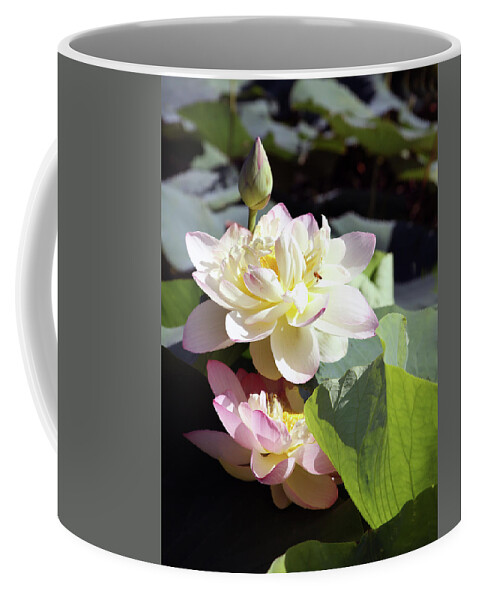 Lotus Coffee Mug featuring the photograph Lotus in Bloom #2 by John Lautermilch