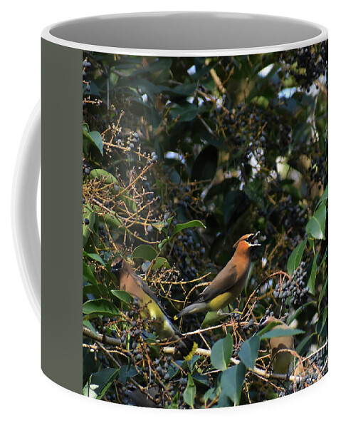 Names Of Birds Coffee Mug featuring the photograph Love Those Berries #1 by Skip Willits