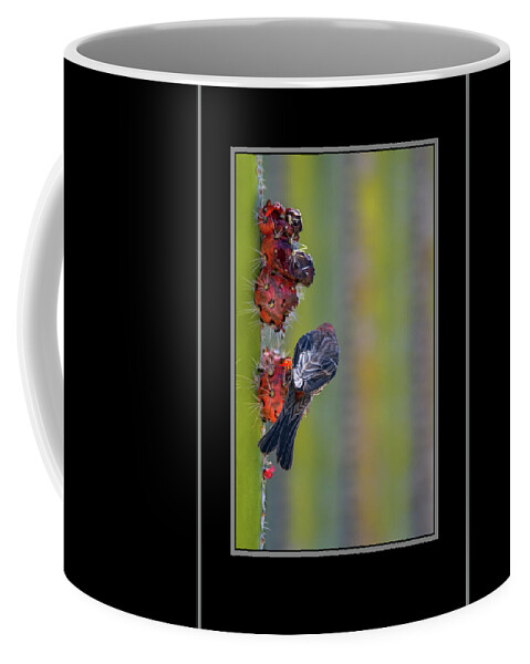 Male Coffee Mug featuring the photograph Male House Finch 0241-050918-1cr #1 by Tam Ryan