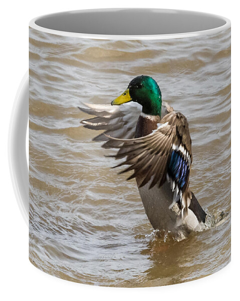 Male Coffee Mug featuring the photograph Male Mallard by Holden The Moment