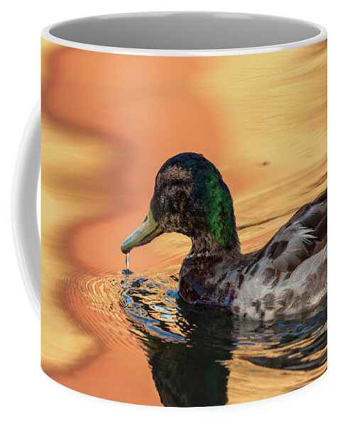 Mallard Duck Coffee Mug featuring the photograph Searching For Breakfast by Jonathan Nguyen