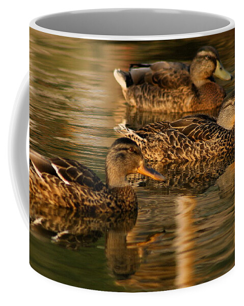 Ducks Coffee Mug featuring the photograph Mallards Swimming in the Water at Magic Hour by Angela Rath