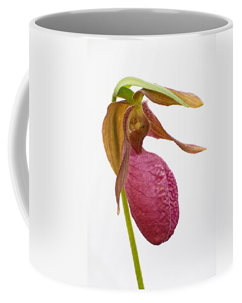 Pink Lady's Slipper Coffee Mug featuring the photograph Moccasin Flower #1 by Jim Zablotny