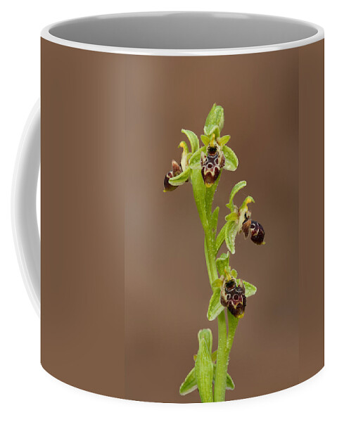 Ophrys Carmeli Coffee Mug featuring the photograph Ophrys Carmeli #1 by Yuri Peress