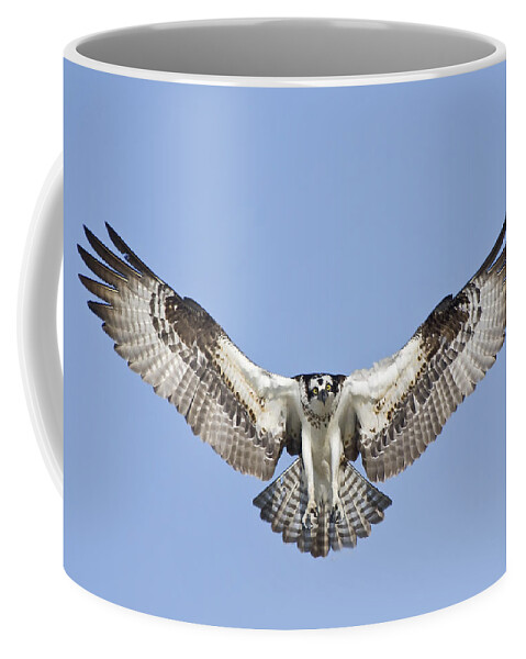 Osprey Coffee Mug featuring the photograph Osprey in Flight by Bob Decker