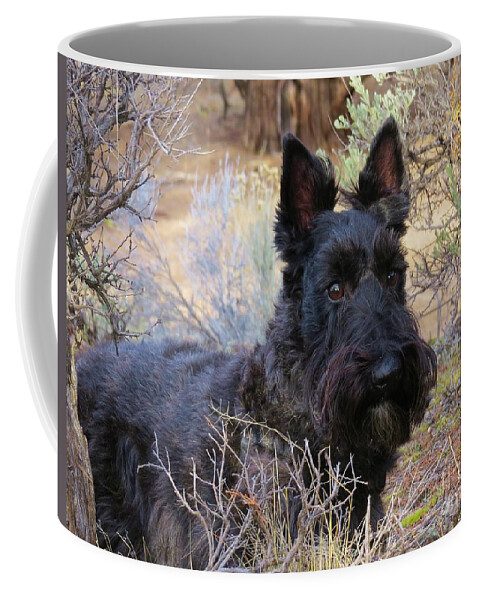 Scottie Coffee Mug featuring the photograph Always Alert #1 by Michele Penner