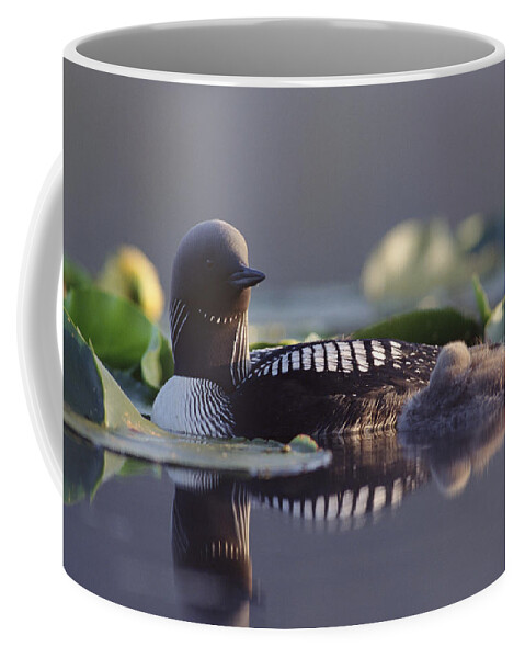 Mp Coffee Mug featuring the photograph Pacific Loon Gavia Pacifica Parent #1 by Michael Quinton
