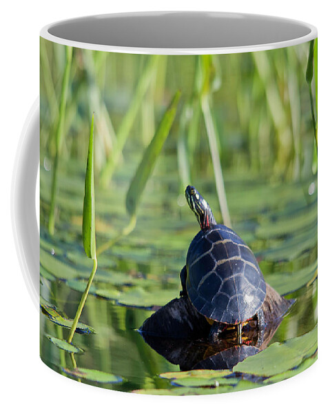 Turtle Coffee Mug featuring the photograph Painted Turtle #1 by Benjamin Dahl