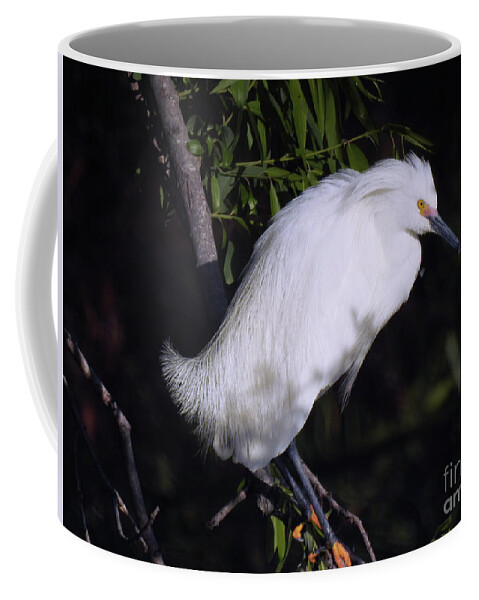 Snowy Egret Coffee Mug featuring the photograph Patience #1 by Scott Cameron