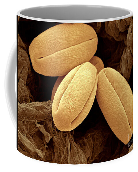 Pear Coffee Mug featuring the photograph Pear Pollen Grains, Sem #1 by Scimat