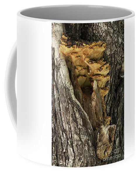 Tree Coffee Mug featuring the photograph Peeping through woods #1 by Kiran Joshi