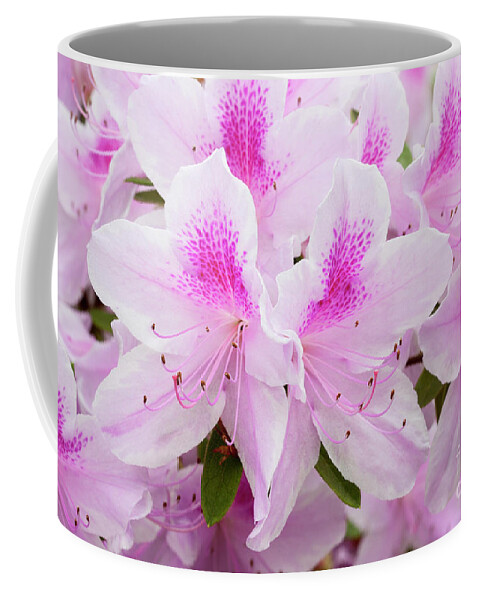 Azalea Coffee Mug featuring the photograph Pink Perfection by Patty Colabuono