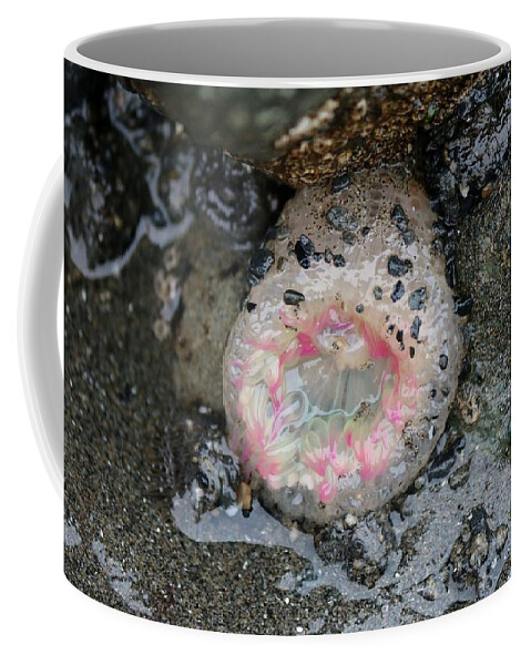 Pink-tipped Anemone Coffee Mug featuring the photograph Pink-Tipped Anemone #1 by Christy Pooschke