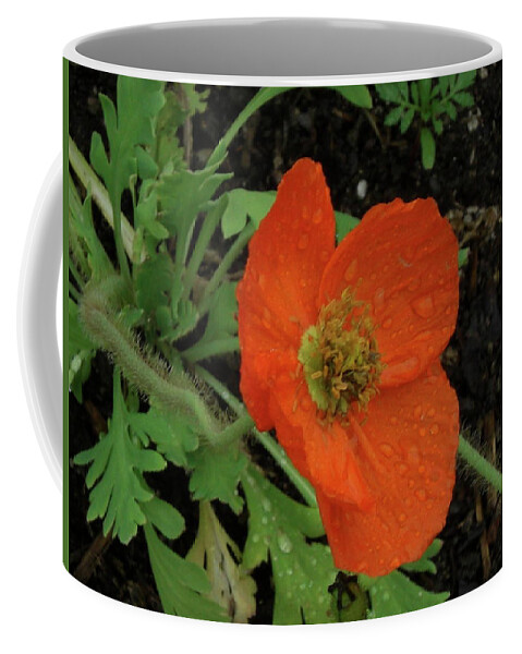 Poppies Coffee Mug featuring the photograph Poppies #1 by Mark J Dunn