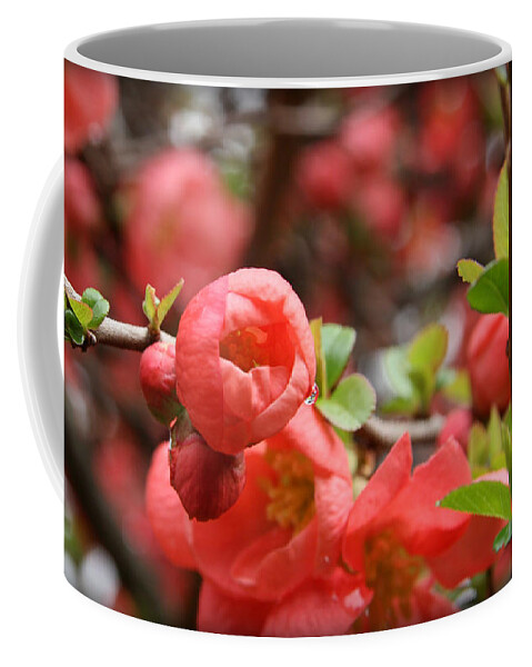 Nature Coffee Mug featuring the photograph Quince Blossoms #1 by KATIE Vigil