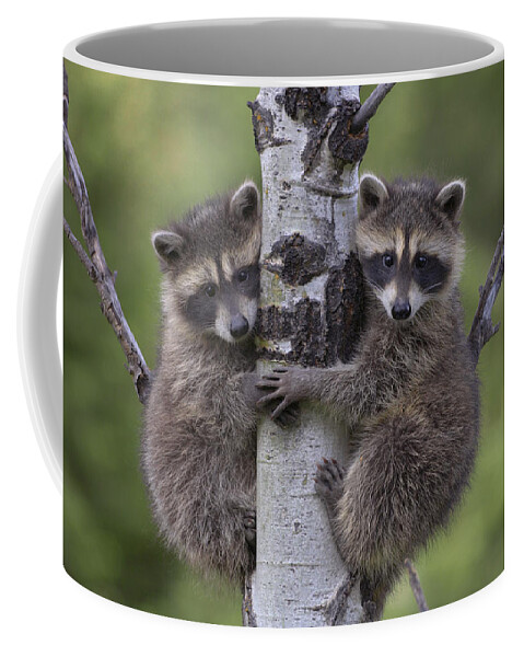 00176520 Coffee Mug featuring the photograph Raccoon Two Babies Climbing Tree by Tim Fitzharris