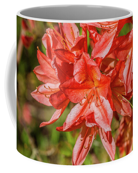 Pretty Flower Pictures Coffee Mug featuring the photograph Red Flowers #1 by Ed James