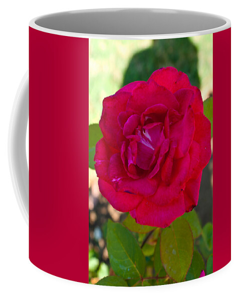  Coffee Mug featuring the photograph Red Rose #3 by James Gay
