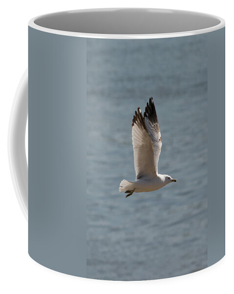 Ring Billed Gull Coffee Mug featuring the photograph Ring-Billed Gull #1 by Holden The Moment