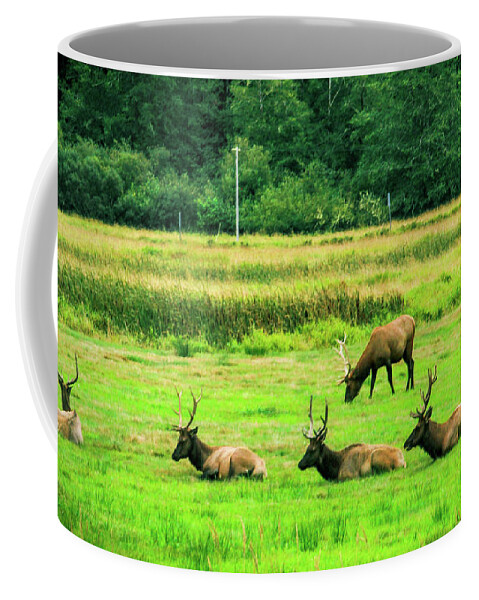 Roosevelt Elk Coffee Mug featuring the photograph Roosevelt Elk #1 by Dr Janine Williams