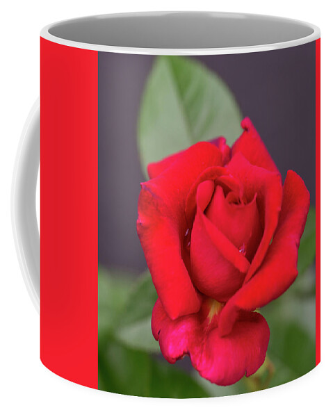 Rose Coffee Mug featuring the photograph Rose Red #1 by Cathy Donohoue