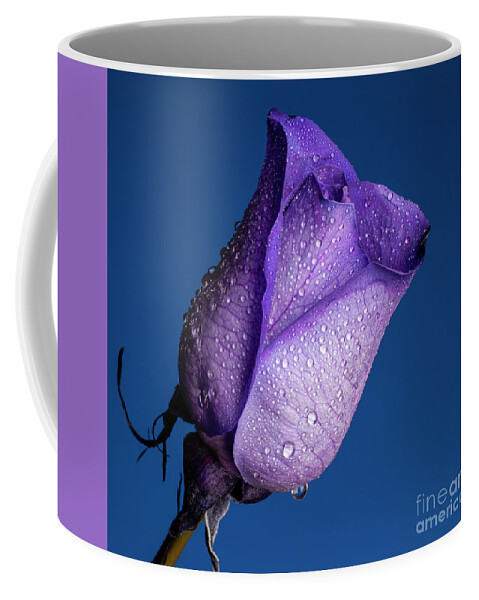 Purple Coffee Mug featuring the photograph Royalty #1 by Doug Norkum