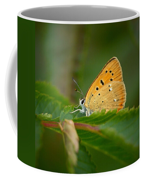 Lehtokukka Coffee Mug featuring the photograph Scarce copper #1 by Jouko Lehto