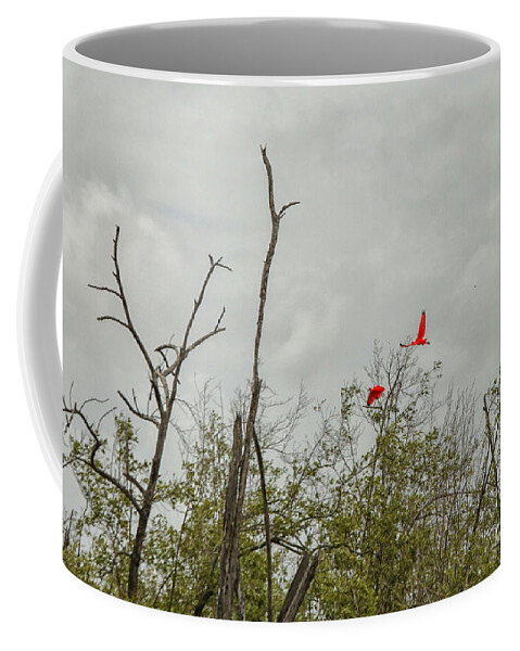Birds Coffee Mug featuring the photograph Scarlet Ibis by Patricia Hofmeester