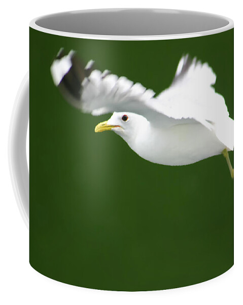 Seagull Coffee Mug featuring the photograph Seagull at the Fjord #1 by KG Thienemann