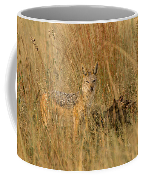 Animals Coffee Mug featuring the photograph Silver backed jackal #1 by Patrick Kain