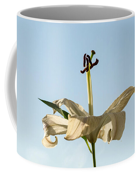 Lily Flower White Coffee Mug featuring the photograph Single Lilly Flower in Colour by John Williams