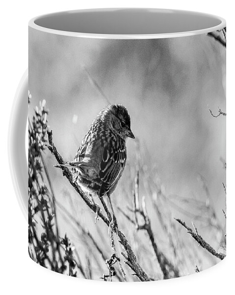 Bird Coffee Mug featuring the photograph Snarky Sparrow, Black and White by Adam Morsa