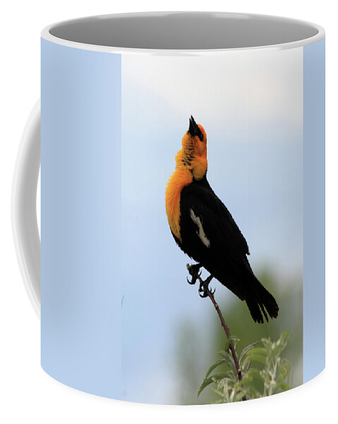 Yellow-headed Blackbird Coffee Mug featuring the photograph Standing Tall #2 by Shane Bechler