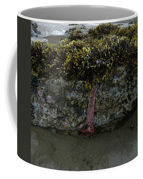 Starfish Coffee Mug featuring the photograph Starfish Survival #1 by Gallery Of Hope 