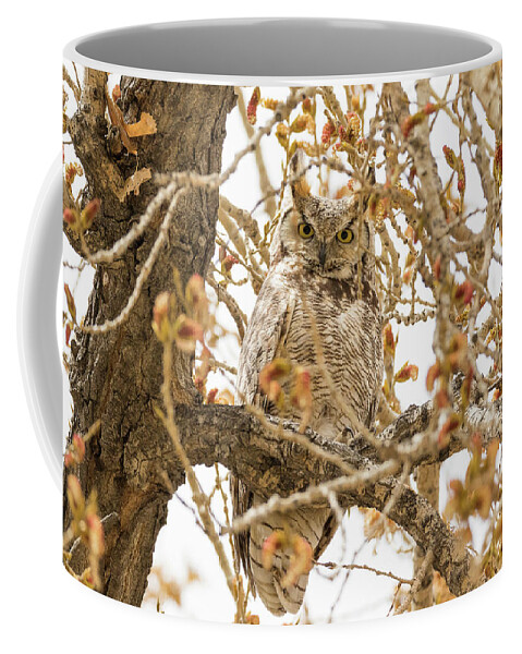 Owl Coffee Mug featuring the photograph Staring Great Horned Owl #1 by Tony Hake