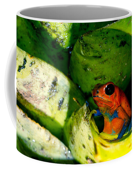 Strawberry Poison Frog Coffee Mug featuring the photograph Strawberry Poison Dart Frog #1 by Dant Fenolio