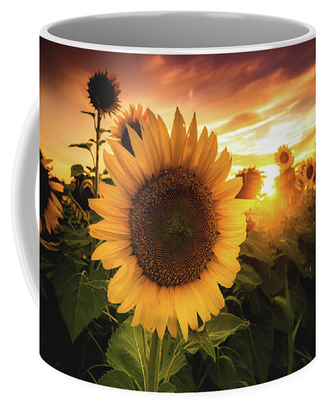 Sunflower Coffee Mug featuring the photograph Sunflower #1 by Cale Best