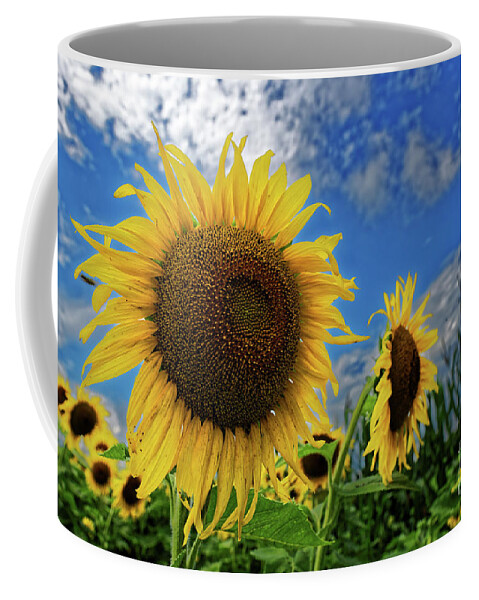Sunflower Coffee Mug featuring the photograph Sunflowers And Blue Sky #1 by Paul Mashburn