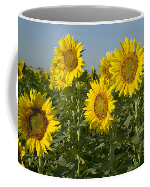 Sunflowers Coffee Mug featuring the photograph Sunflowers In A Field #1 by Inga Spence