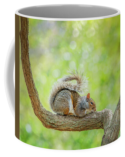 Squirrel Coffee Mug featuring the photograph Sweet Dreams #1 by Cathy Kovarik