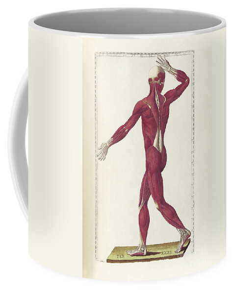 Vertical Coffee Mug featuring the digital art The Science Of Human Anatomy #1 by National Library of Medicine