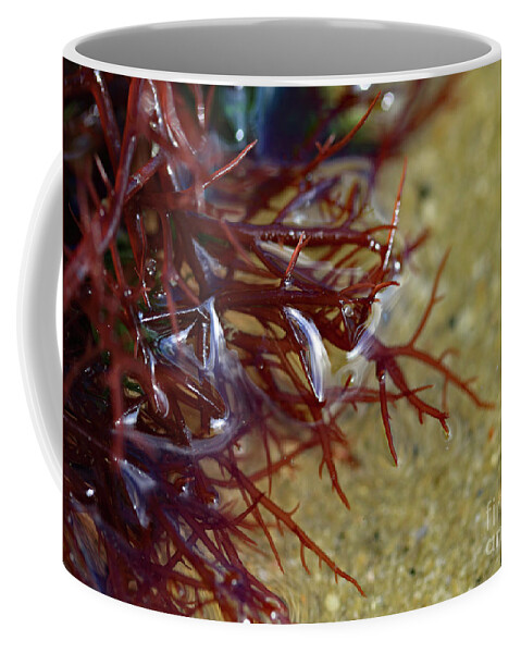 Seashore Coffee Mug featuring the photograph Tidepool Seaweed #1 by Mary Haber