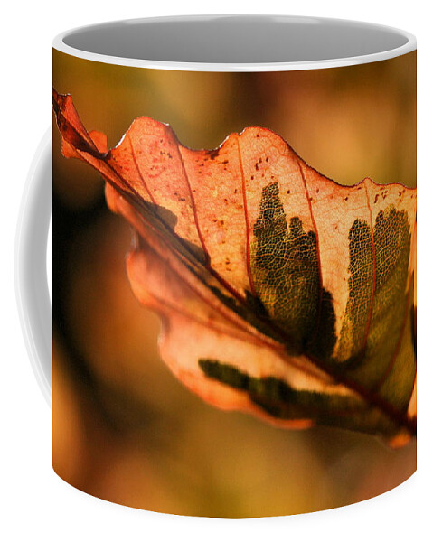 Fall Coffee Mug featuring the photograph Tri-Color Beech in Autumn #1 by Angela Rath